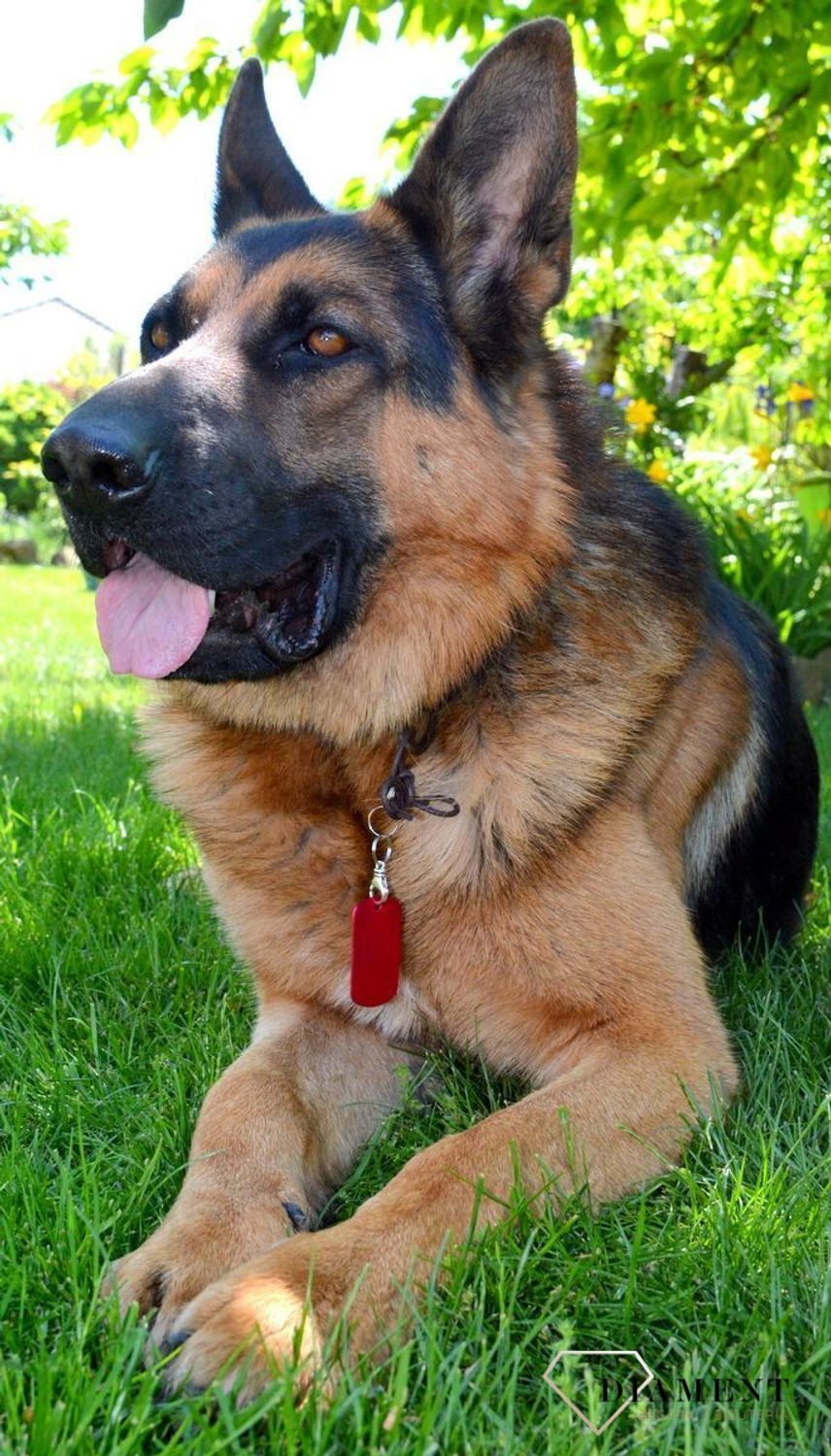 Blaszka dla pupila czerwona 5 cm z miejscem na grawer Blaszka rouge XL. . Blaszka w formie adresówki, identyfikatora dla psa. Blaszka z miejscem na grawer. Na adresówce możemy wygrawerować np. imię psa i nr telefonu do właścic.jpg